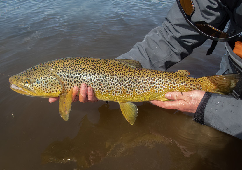 4.5lb brown trout, Iceland - Alan Parfitt